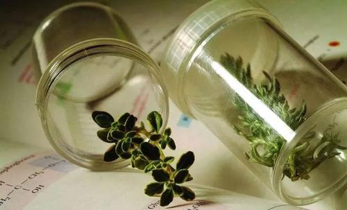 植物生产类专业就业前景怎样 植物生产类专业出来干什么