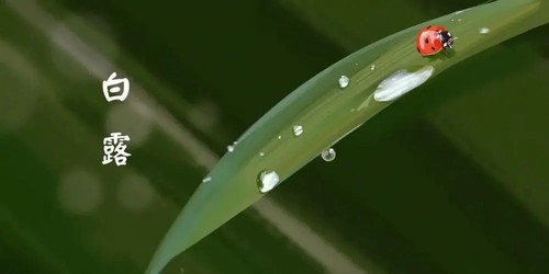 白露是什么节气 白露是第几个节气