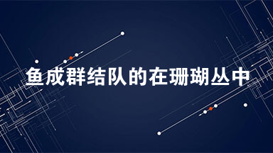 鱼成群结队的在珊瑚丛中穿来穿去好看极了