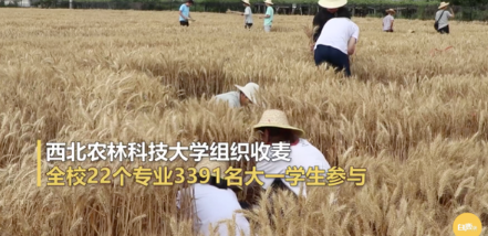 3000多名大一学生收麦子却被指作秀？西北农林科技大学回应来了
